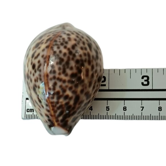 Cypraea Tigris Cowrie Shell 3"x 2" Beach Crafts Cottage Ocean Decor Sea Shell - Picture 7 of 11